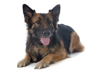 Image showing german shepherd