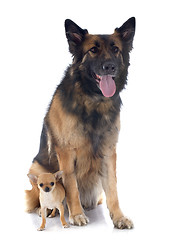Image showing puppy chihuahua and german shepherd