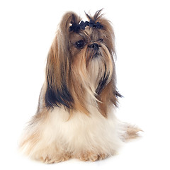 Image showing Shih Tzu