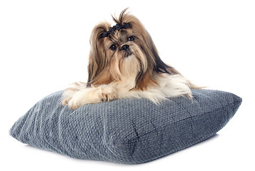 Image showing Shih Tzu