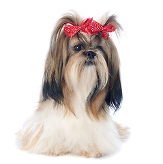 Image showing Shih Tzu