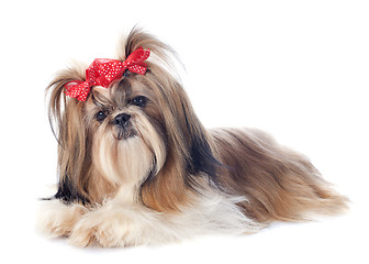 Image showing Shih Tzu