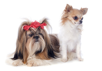 Image showing Shih Tzu and chihuahua