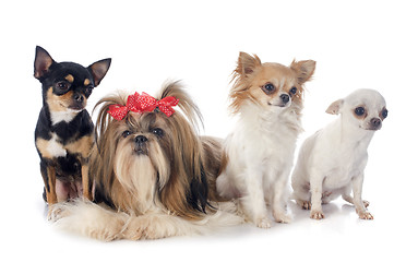 Image showing four little dogs