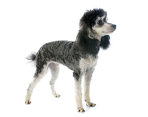 Image showing bicolor poodle 