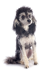 Image showing bicolor poodle 