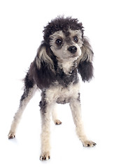 Image showing bicolor poodle 