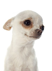 Image showing chihuahua