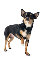 Image showing chihuahua