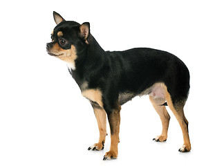 Image showing chihuahua