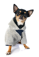 Image showing dressed chihuahua