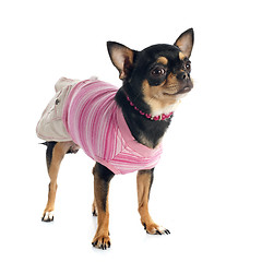 Image showing dressed chihuahua