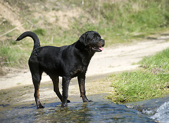 Image showing young rottweiler