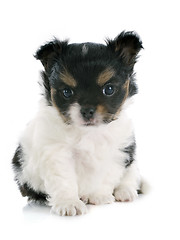 Image showing puppy chihuahua