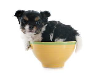 Image showing puppy chihuahua