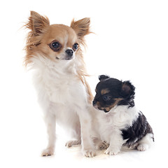 Image showing puppy and adult chihuahua