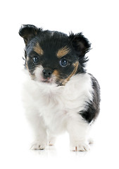 Image showing puppy chihuahua