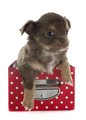 Image showing puppy chihuahua