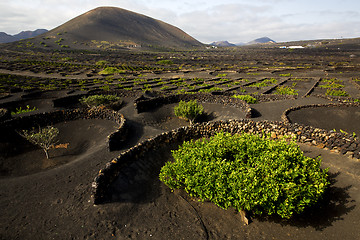 Image showing lanzarote spain la geria cultivation winery