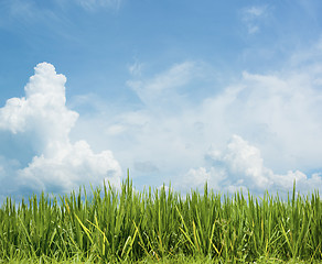 Image showing Grass and beautiful sky. Rice field floral background