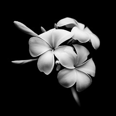 Image showing Beautiful white flowers of Plumeria isolated on black background