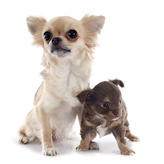 Image showing puppy and adult chihuahua