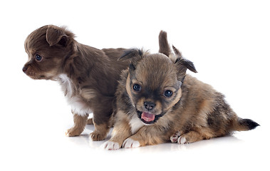 Image showing puppies chihuahua