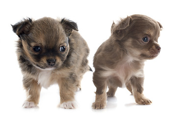 Image showing puppies chihuahua