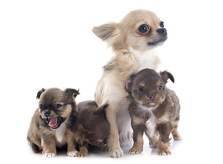Image showing puppies and adult chihuahua