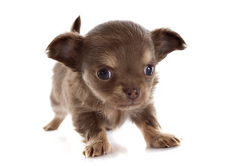 Image showing puppy chihuahua