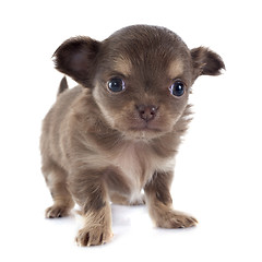 Image showing puppy chihuahua