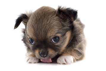 Image showing puppy chihuahua