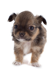 Image showing puppy chihuahua