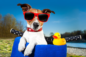 Image showing summer dog on bike