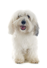 Image showing Coton de Tulear