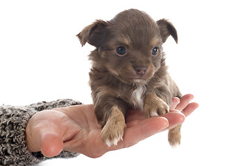 Image showing puppy chihuahua