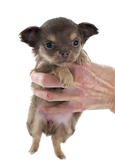 Image showing puppy chihuahua