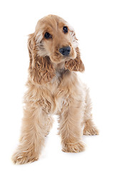 Image showing puppy cocker spaniel