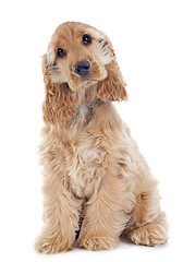 Image showing puppy cocker spaniel