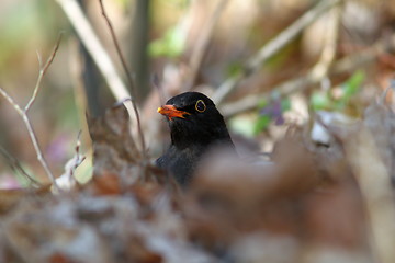 Image showing male common blackbird