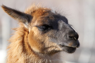 Image showing llama head
