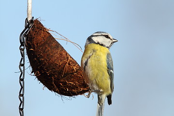 Image showing tiny blue tit on feeder