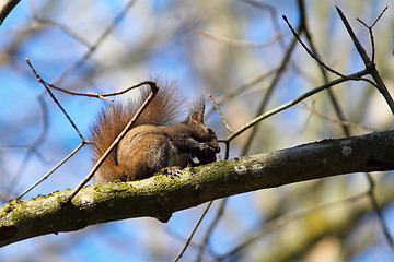Image showing red squirrel on a branch