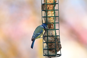 Image showing blue tit feeding on lard