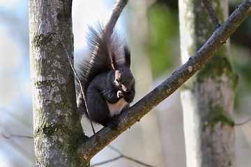 Image showing wild squirrel on a branch