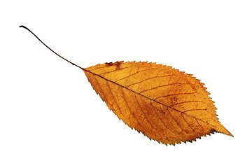 Image showing isolated golden cherry leaf