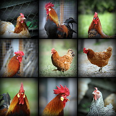 Image showing beautiful images with farm birds