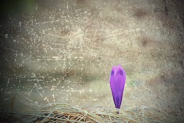 Image showing scratched abstract view of purple saffron