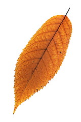 Image showing isolated faded cherry leaf