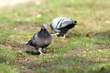 Image showing male pigeon looking for mate in the park